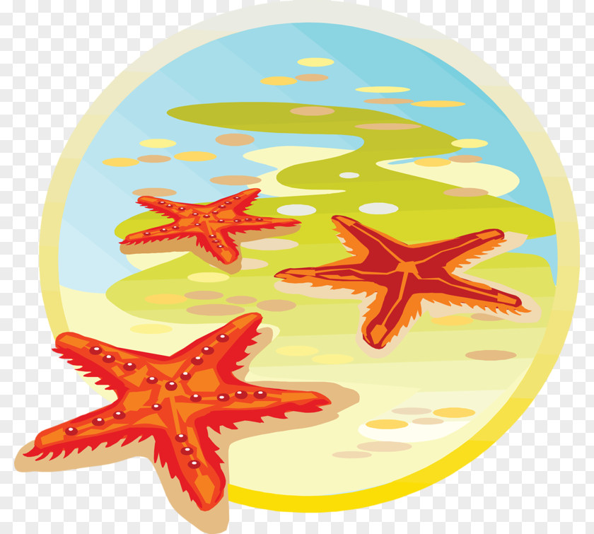 Starfish Sea Classe De Mer Clip Art PNG