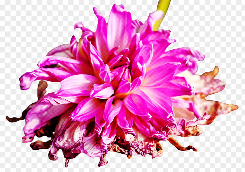 Cut Flowers Dahlia Pink Flower Petal Plant Peony PNG