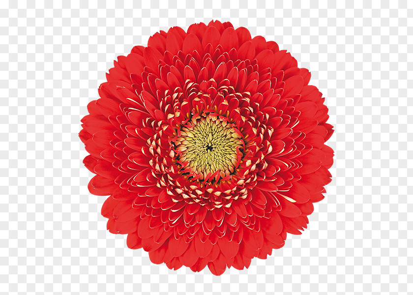 Flower Transvaal Daisy Common Red Clip Art PNG