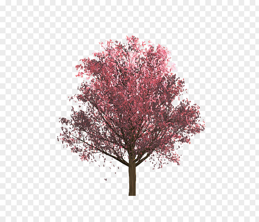 Maple Blossom Tree Plant Woody Pink Flower PNG