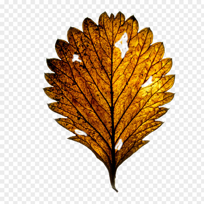 Maple Leaf Royalty-free Clip Art PNG