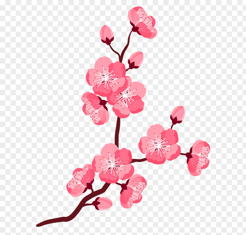 Peach Blossom Clip Art Vector Graphics Cherry Illustration Openclipart PNG