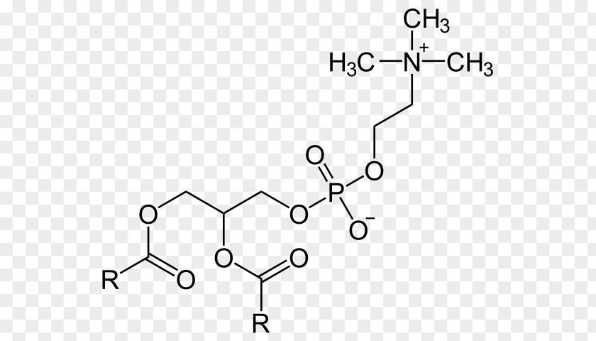 Phospholipase A2 Lecithin Phosphatidylserine Phosphatidylcholine Phosphatidic Acid Dietary Supplement PNG