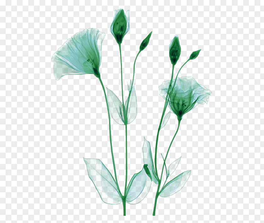 Photographer X-ray Flower Artist PNG