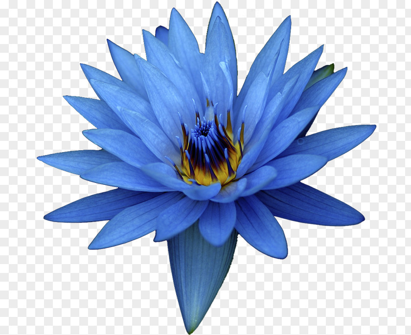 Blue Flower Egyptian Lotus Nelumbo Nucifera Oil Extract PNG