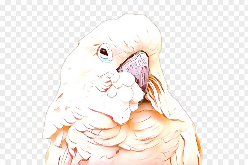 Drawing Bird Cockatoo Parrot Sketch PNG