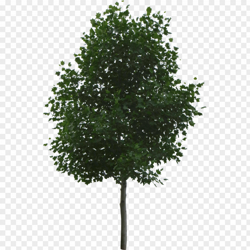 Eucalyptus Tree Shrub PNG