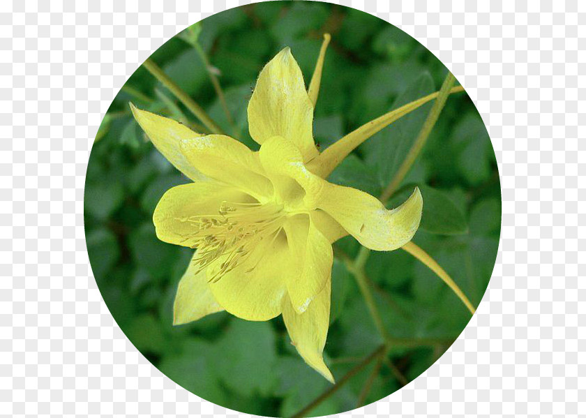 Plant Maiden Pink Perennial Golden Columbine Petal PNG