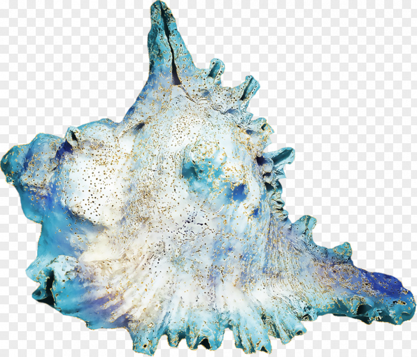 Seashell Conch Blue Horagai PNG