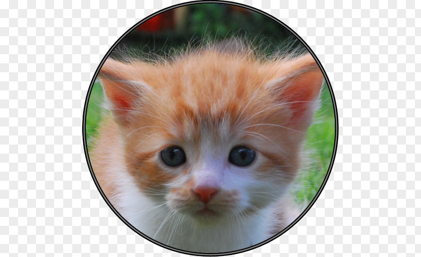 Kitten Ragamuffin Cat American Curl Turkish Van European Shorthair Aegean PNG