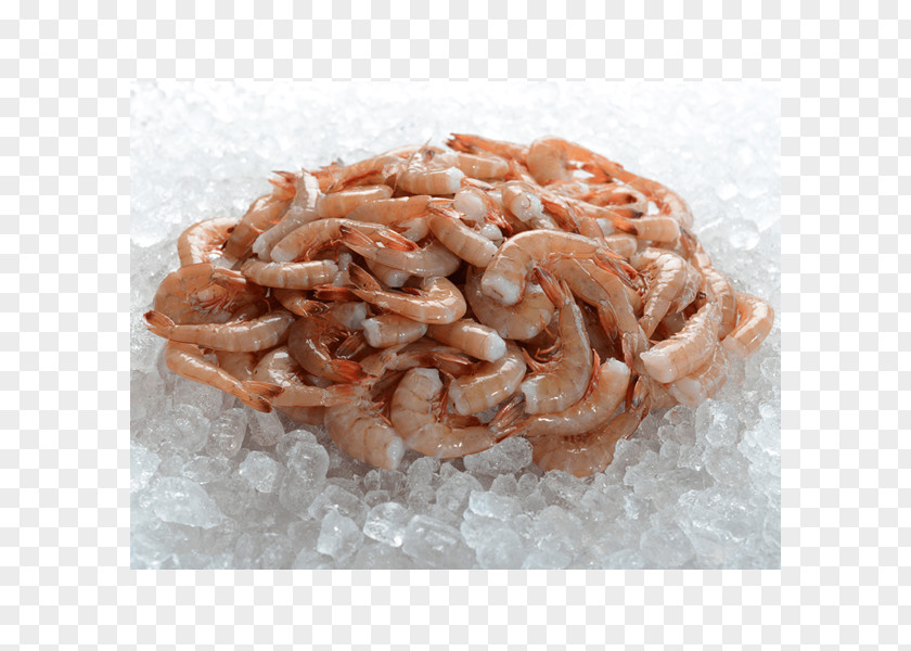 Shrimp M & Processing 0 Headless Software Crangon PNG