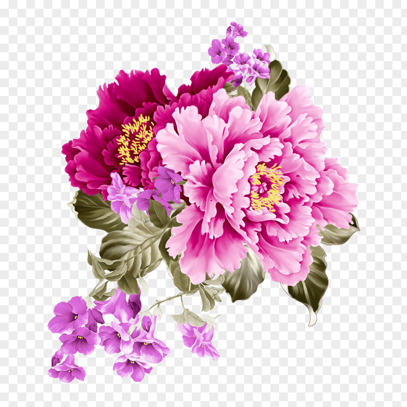 Carnation Chinese Peony Flower Flowering Plant Petal Pink PNG