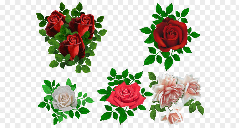 Creative Valentine's Day Garden Roses Beach Rose Rosa Chinensis Flower PNG
