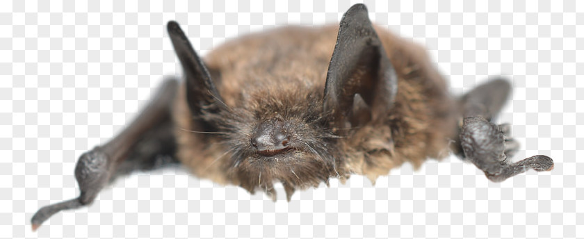 Flying Squirrel Traps Washington Michigan Bat Wildlife White-nose Syndrome PNG