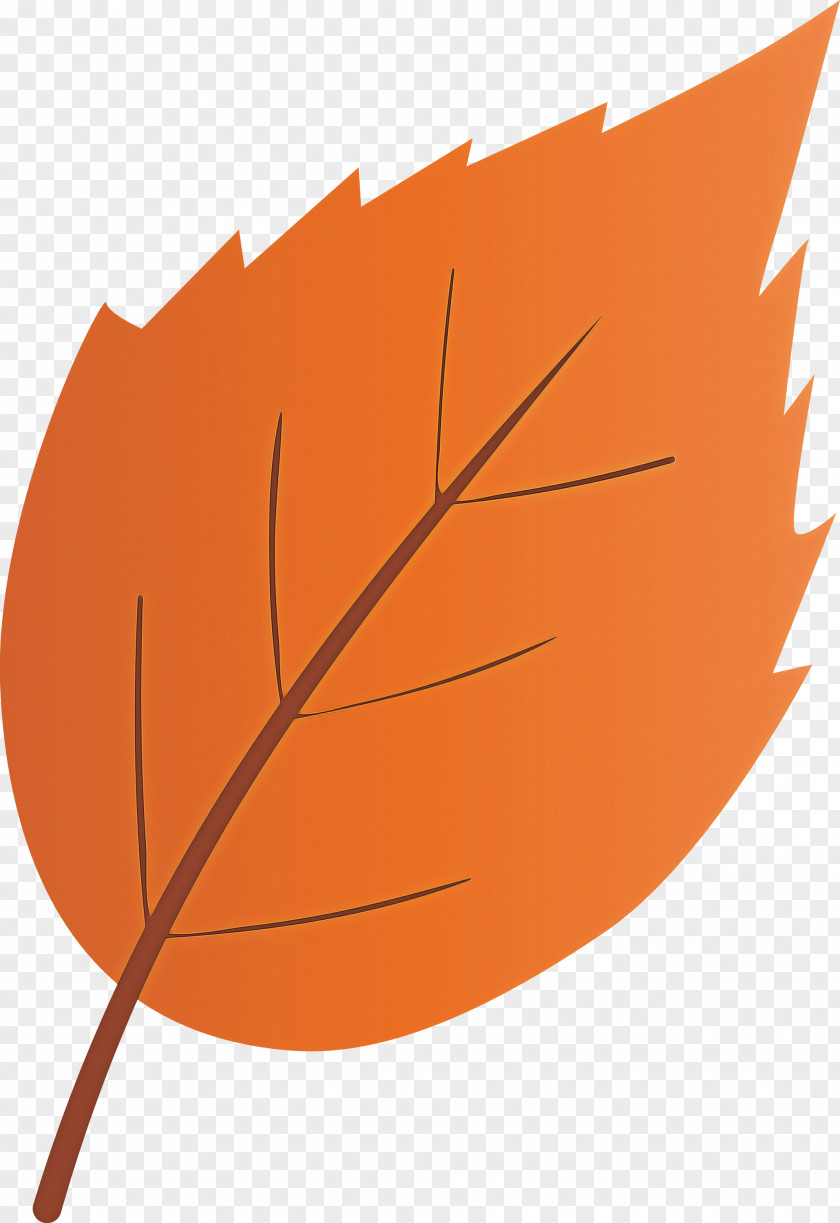 Orange PNG