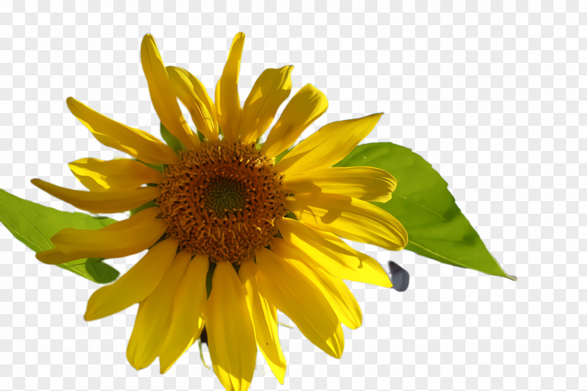 Asterales Daisy Family Sunflower PNG