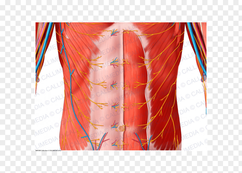 Hip Nerve Abdomen Blood Vessel Muscle PNG