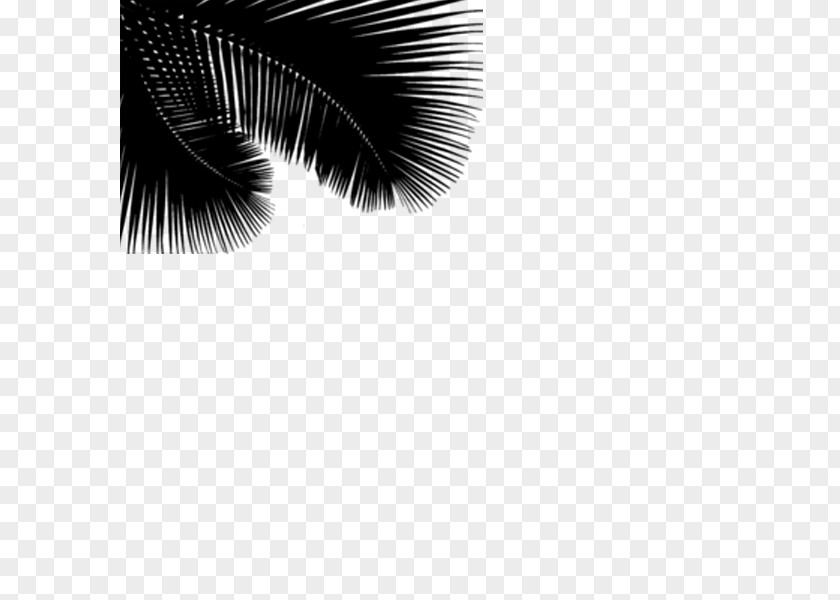 M Product Design Eyelash Black & White PNG