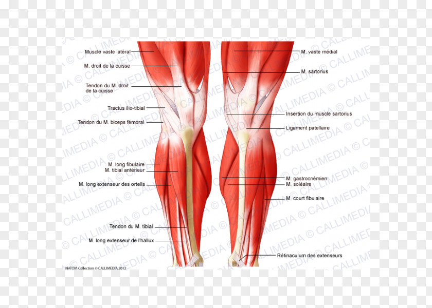 Muscular System Knee Muscle Human Body Anatomy Tendon PNG