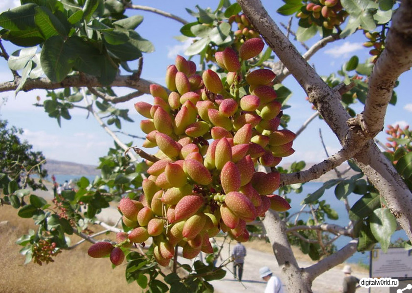 Pistachios Cashew Tree Nut Food Fruit PNG