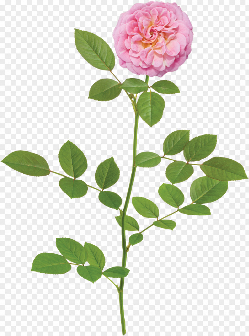 Rose Order Camellia Cartoon Lemon PNG