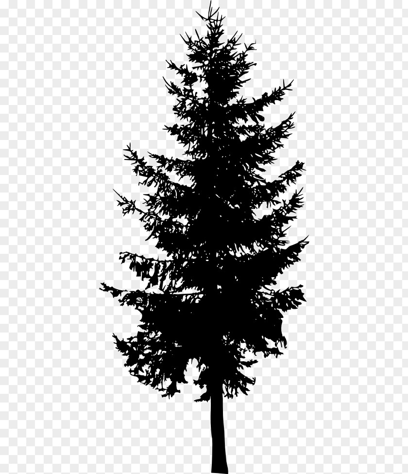 Tree Spruce Fir Cedar Larch PNG