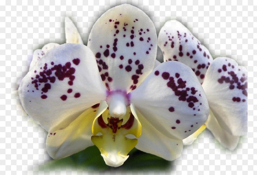 Flower Moth Orchids Orchid Fever: A Horticultural Tale Of Love, Lust, And Lunacy Cattleya PNG