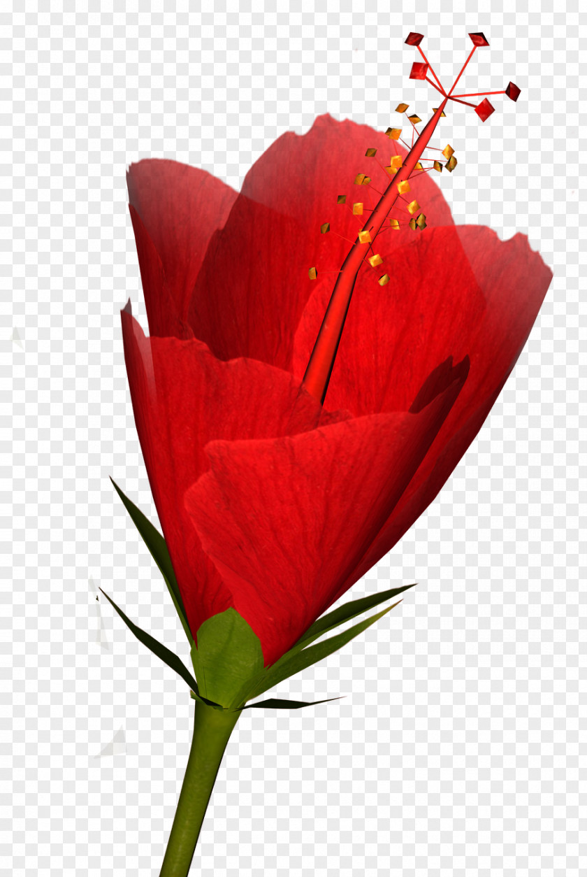 Hibiscus Cut Flowers Plant Rose PNG