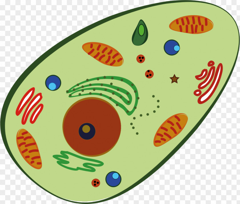 Human Cell Plant Homo Sapiens Body Clip Art PNG