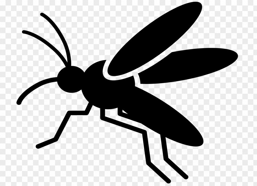 M Clip Art Pollinator Insect Black & White PNG