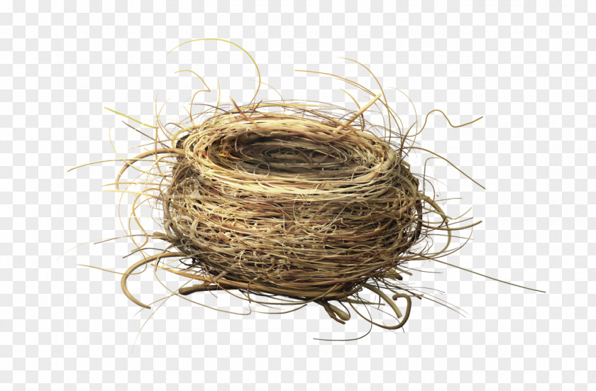 Nest Von Elstern Bird Fairy Tale NEST+m PNG