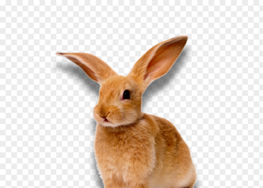Rabbit Lossless Compression Clip Art PNG