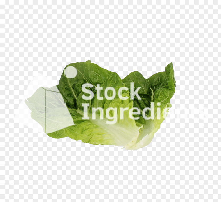 Romaine Lettuce Spring Greens Leaf Vegetable Plastic PNG