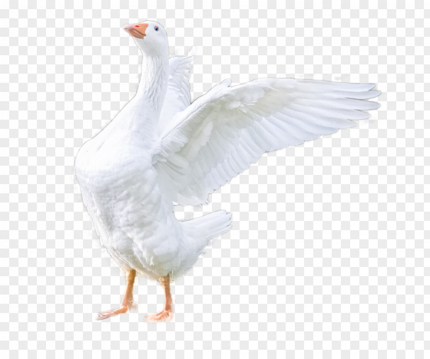 Snow Goose Waterfowl White PNG