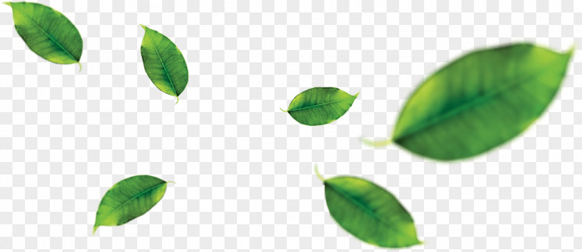 Tropical Fruit Green Tea Leaf Juice Orange PNG