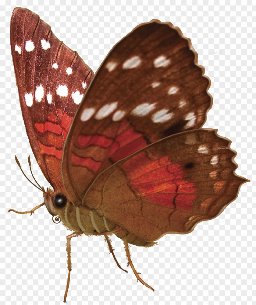 Butterfly Insect Moth Pollinator Nymphalidae PNG