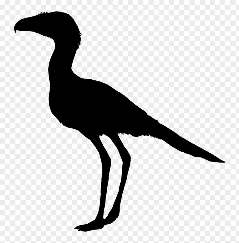 Crane Beak Seabird Clip Art PNG