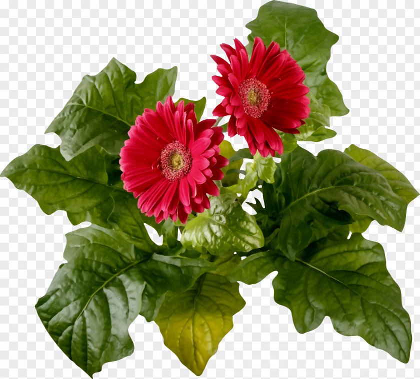 Flowers User Interface PNG