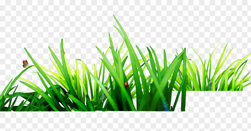 Grass Download Computer File PNG