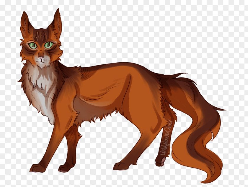 Pumpkin Expression Whiskers Red Fox Cat Fauna Fur PNG