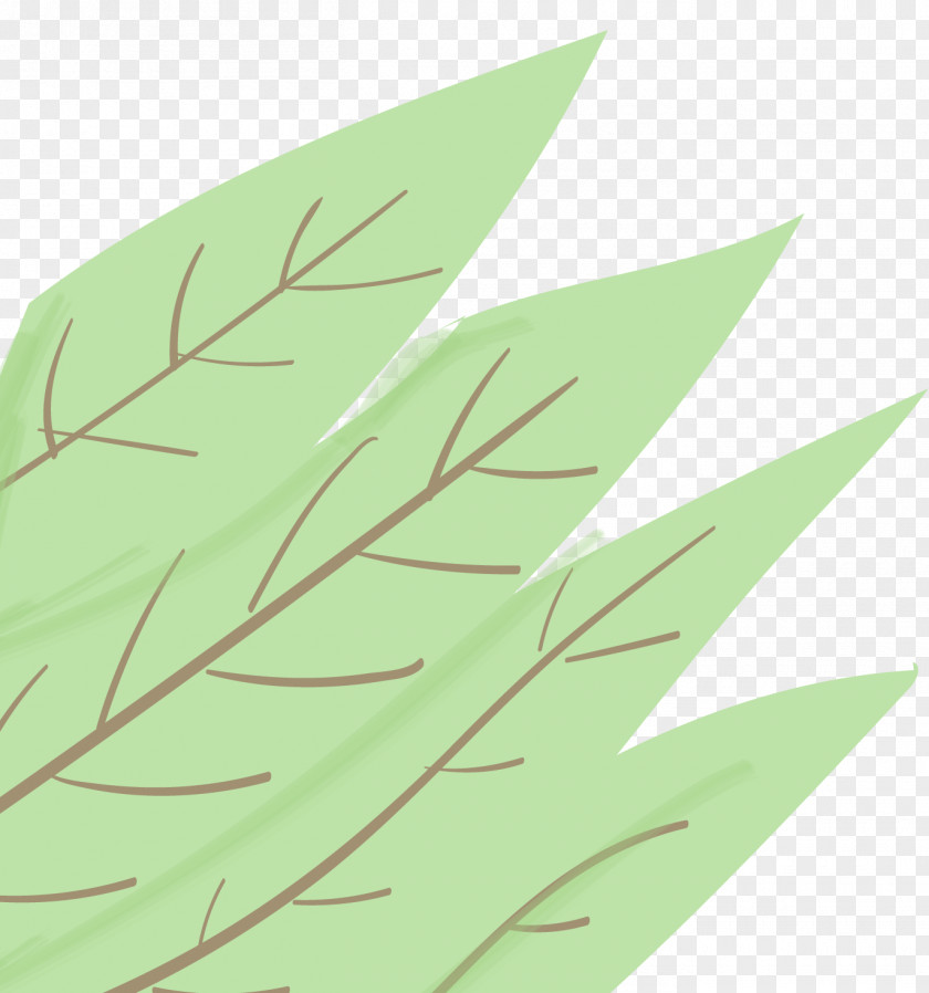 Twig Vascular Plant Family Tree Background PNG