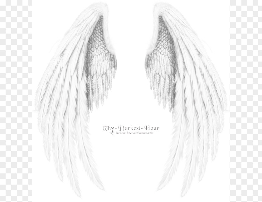 Angel Wing Black And White Image PNG