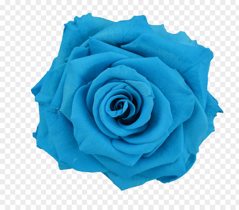 Blue Flower Rose Preservation PNG