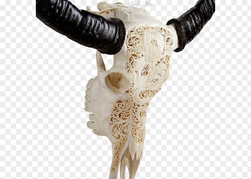 Buffalo Skull Horn Bone Antler Cattle PNG