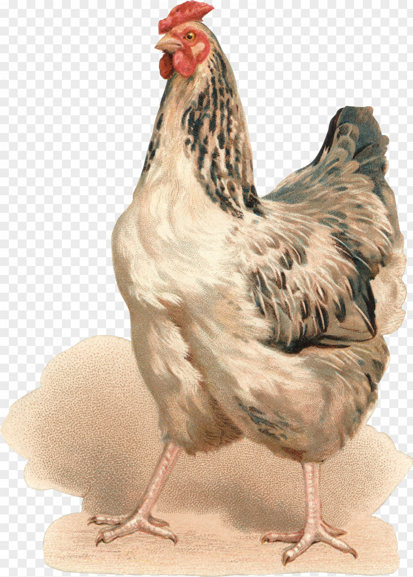 Chicken Rooster Hen Bokmärke Fairy Tale PNG