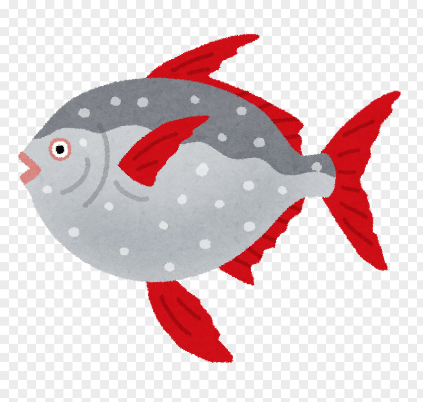Fish Lampris Guttatus Ocean Sunfish Sashimi Deep Sea PNG