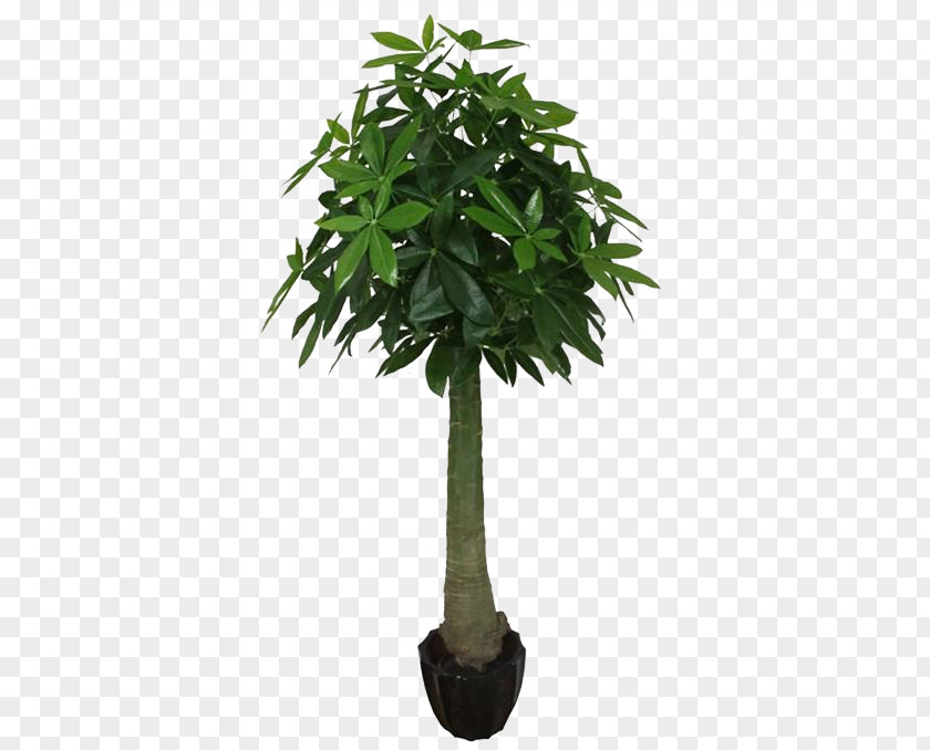Palm Tree Guiana Chestnut Arecaceae Trachycarpus Fortunei Plant PNG