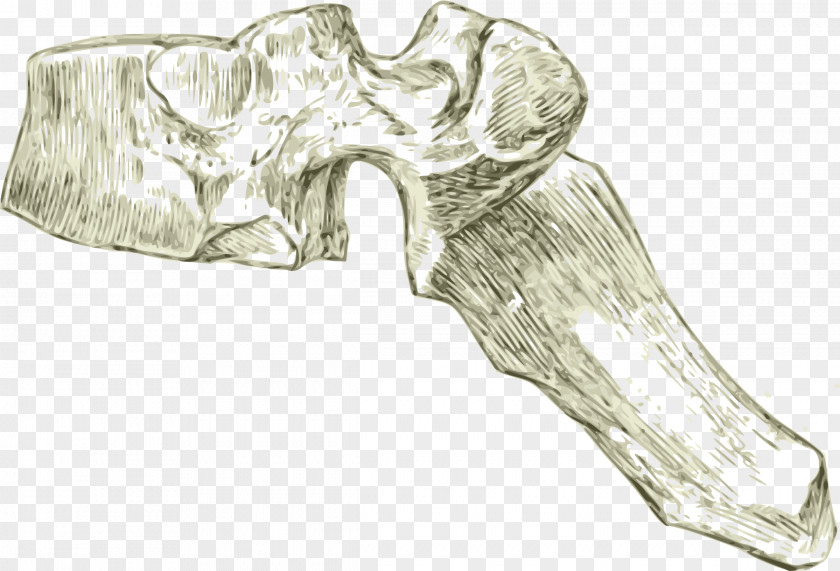 Bone Vertebral Column Thoracic Vertebrae Dorsum Lumbar PNG