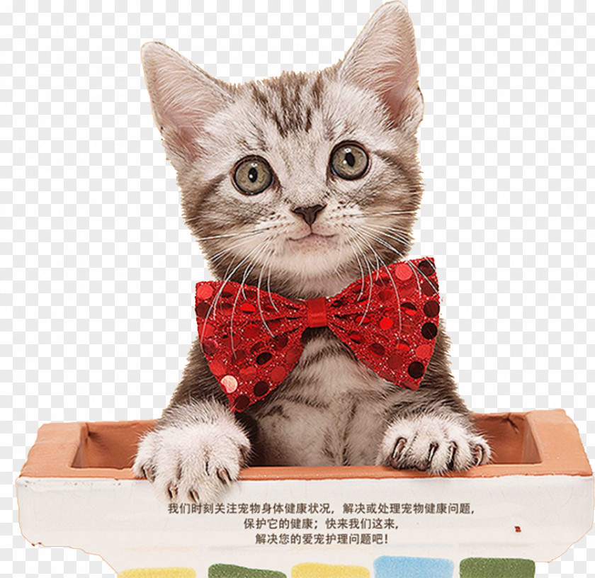 Cute Cat Dog Buick Envision Animal Veterinarian PNG