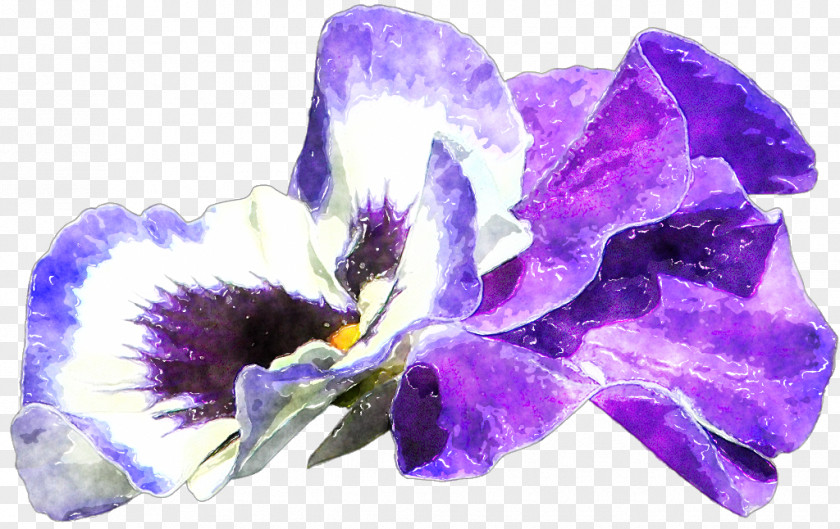 Feather Watercolor Violet Lilac Purple Iris Iridaceae PNG